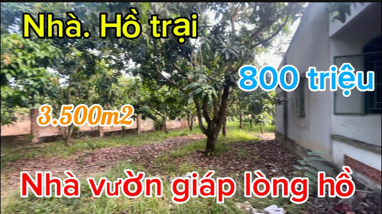 Cần bán nhà 🏠 vườn trái cây giáp lòng hồ có ao cá 🐟 trại nuôi ba ba tại đồng Nai 