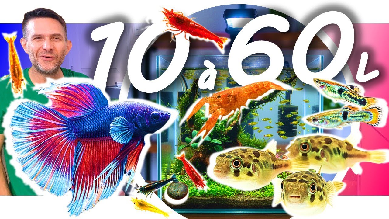 12 POISSONS POUR NANO AQUARIUM de 60, 30, 20 et 10 litres