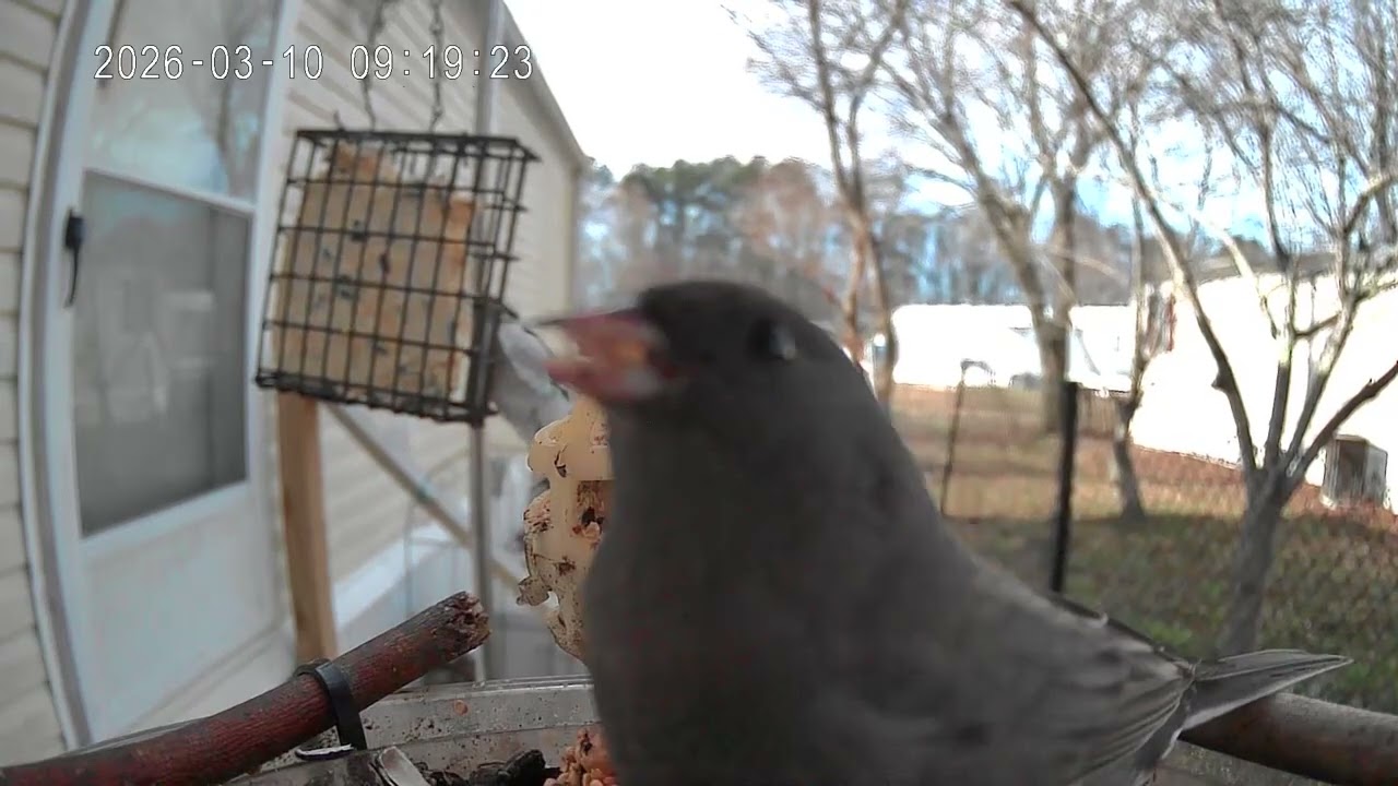 Bird of the day March 10th 2026