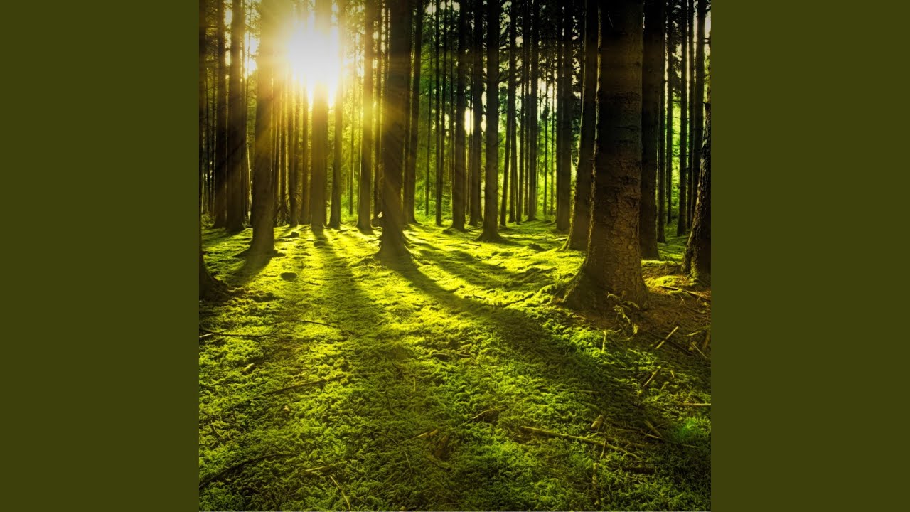 Lord Damodara (feat. Imaginary Nation)