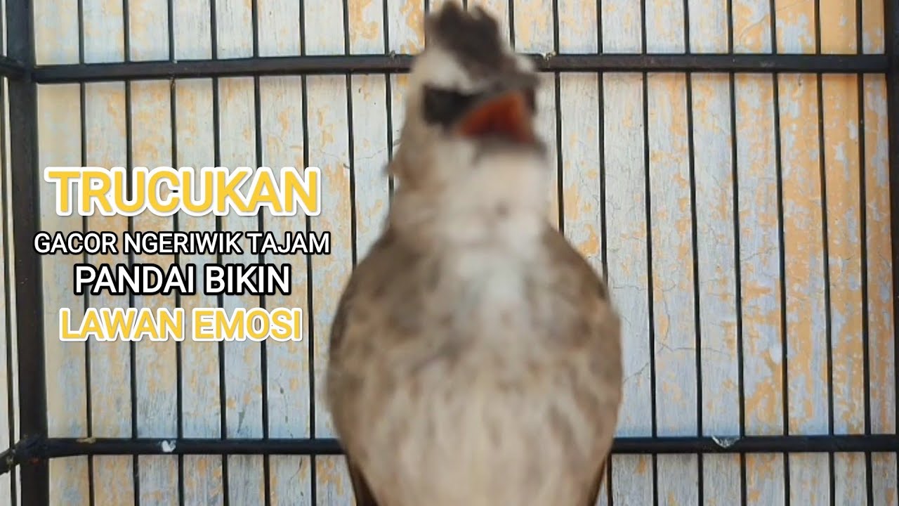 TRUCUKAN GACOR ROPEL PANJANG MBONANG SUARA MERDU PALING DICARI UNTUK MASTERAN TRUCUKAN SUSAH BUNYI..