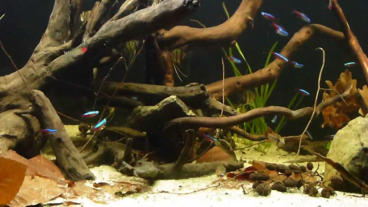 Amazon Biotope, Neon´s, Rotkopfsalmler, Kakadu-Zwergbuntbarsch doppelrot, Skalare und Corydoras