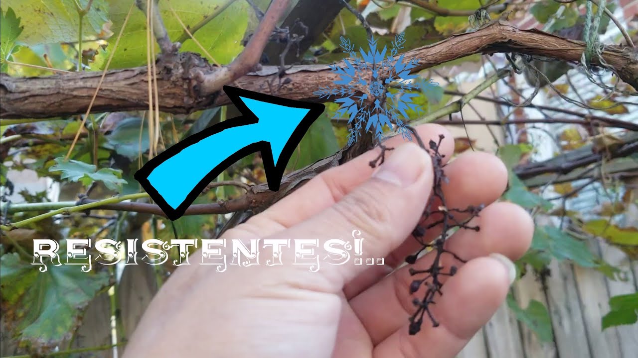 ¿Cuales PLANTAS o Árboles son más RESISTENTES al FRIO? 🌨