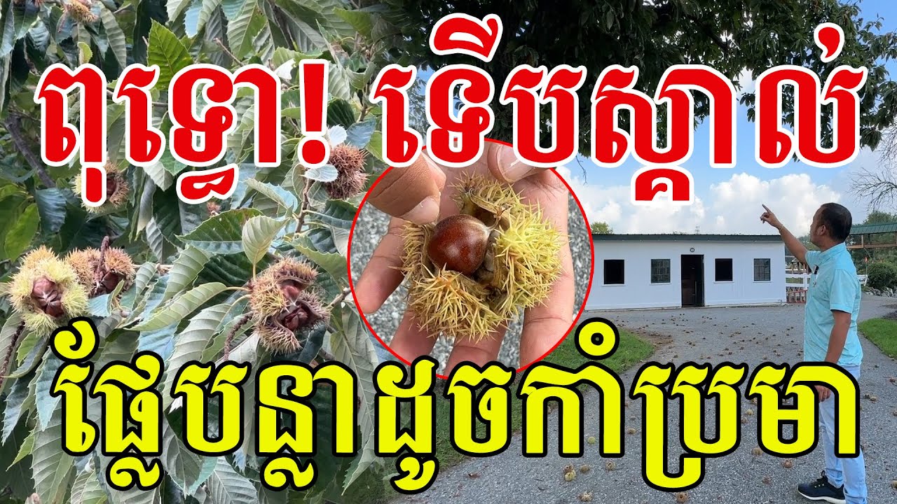 ញ៉ាំរាប់ឆ្នាំទើបស្គាល់ ចិនៗនាំគ្នារើសទំពាយ៉ាងឆ្ងាញ់ពិសា