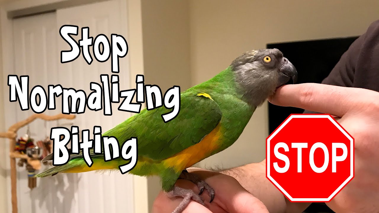 Stop Normalizing Parrot Biting!