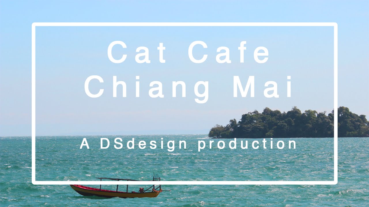 Cat Cafe Chiang Mai