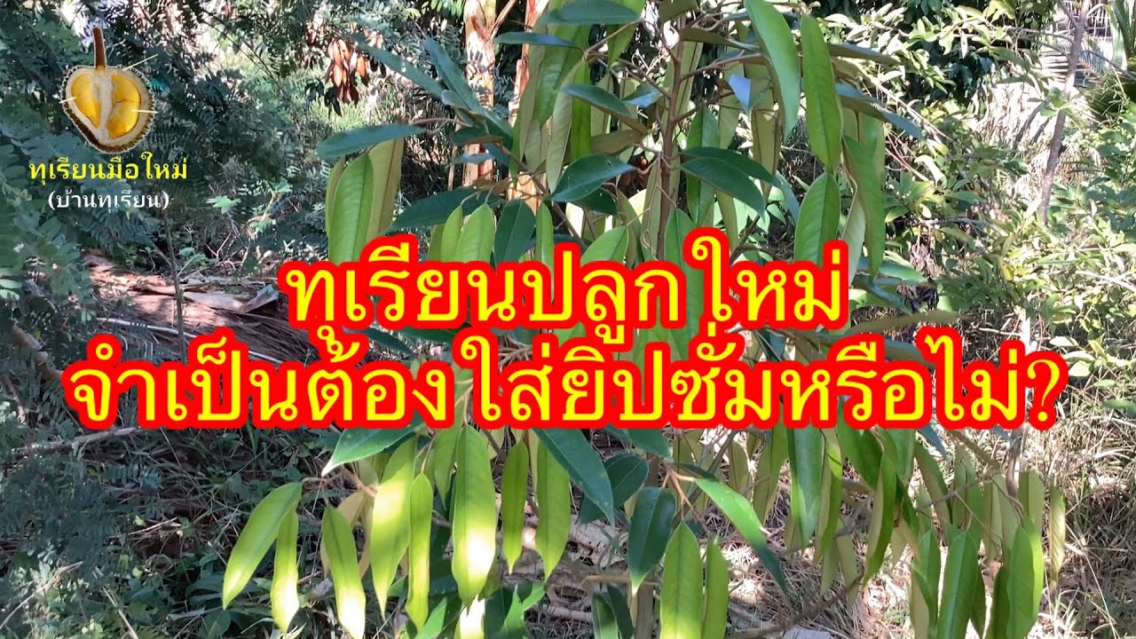 ทุเรียนมือใหม่..ทุเรียนปลูกใหม่ใส่ยิปซั่มดีหรือไม่อย่างไร?