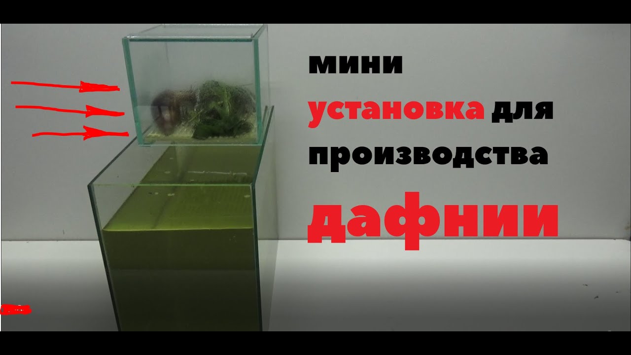 Мини установка ДЛЯ размножения ДАФНИИ  в домашних условиях!