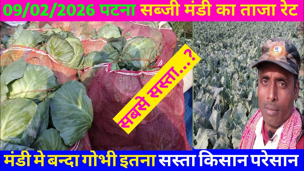 महादेव स्थान सब्जी मंडी में बन्दा गोभी इतना सस्ता है कि किसान बिलकुल परेसान | Banda price |#farming 
