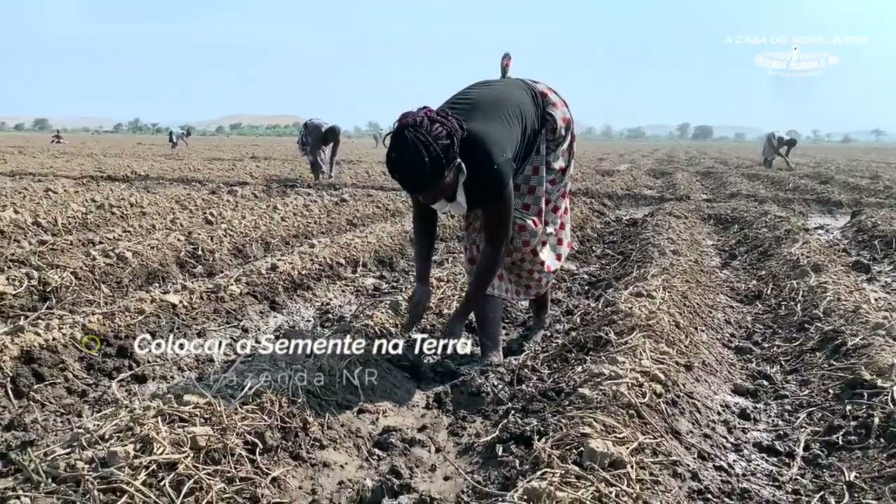 Fazenda NR - Dombe Grande - Plantação do Feijão