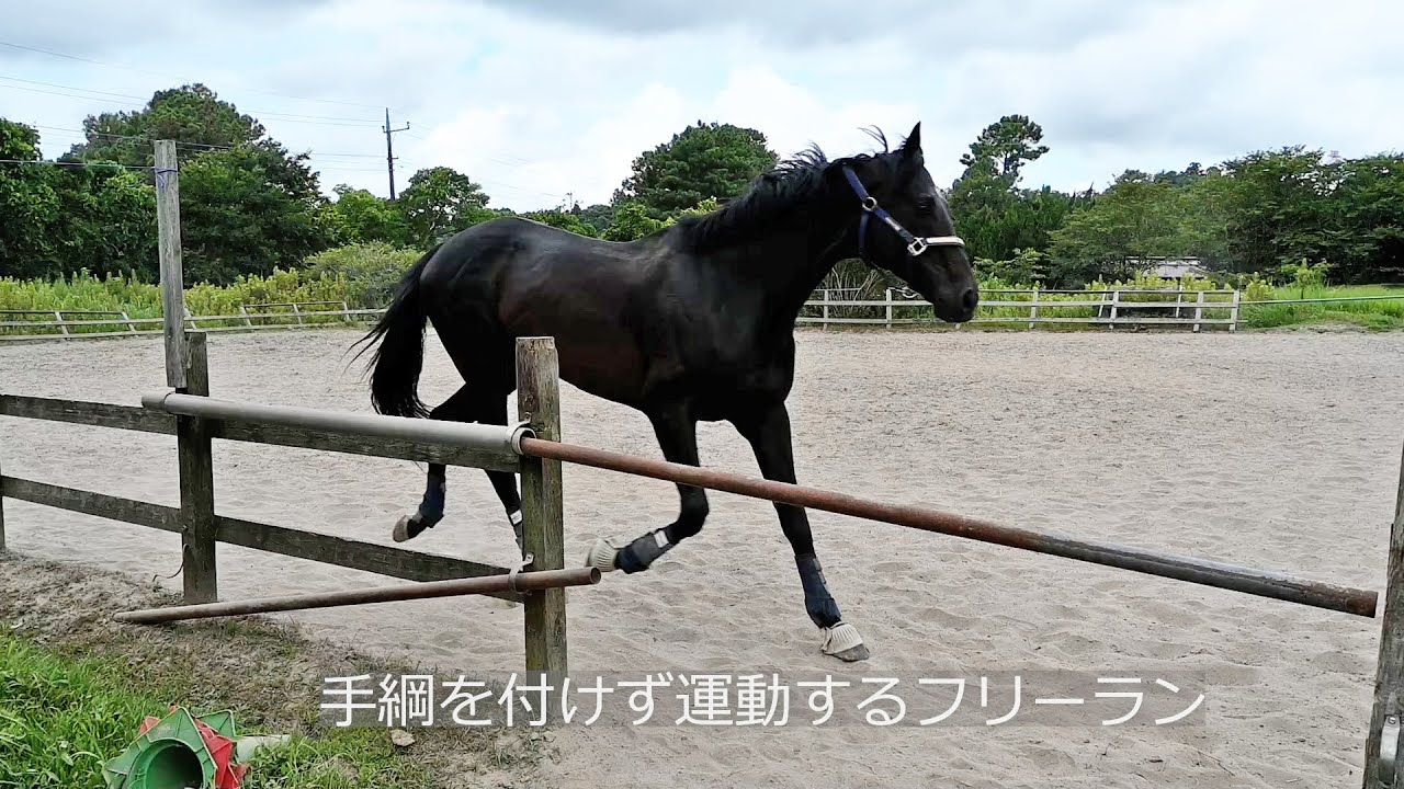 ブラックバゴ フリーラン運動中