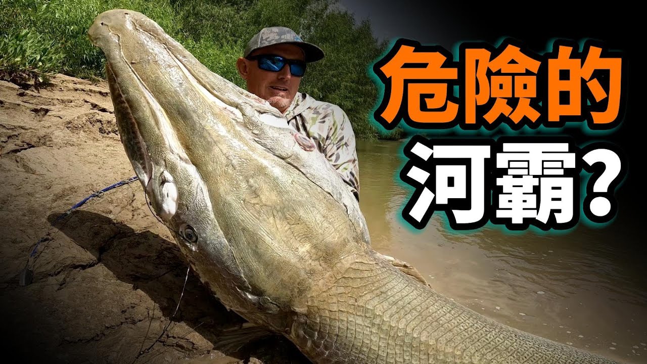 鱷雀鱔之謎：從萬惡之源變成淡水救星，北美最大淡水魚，一億年活化石傳奇之一生。