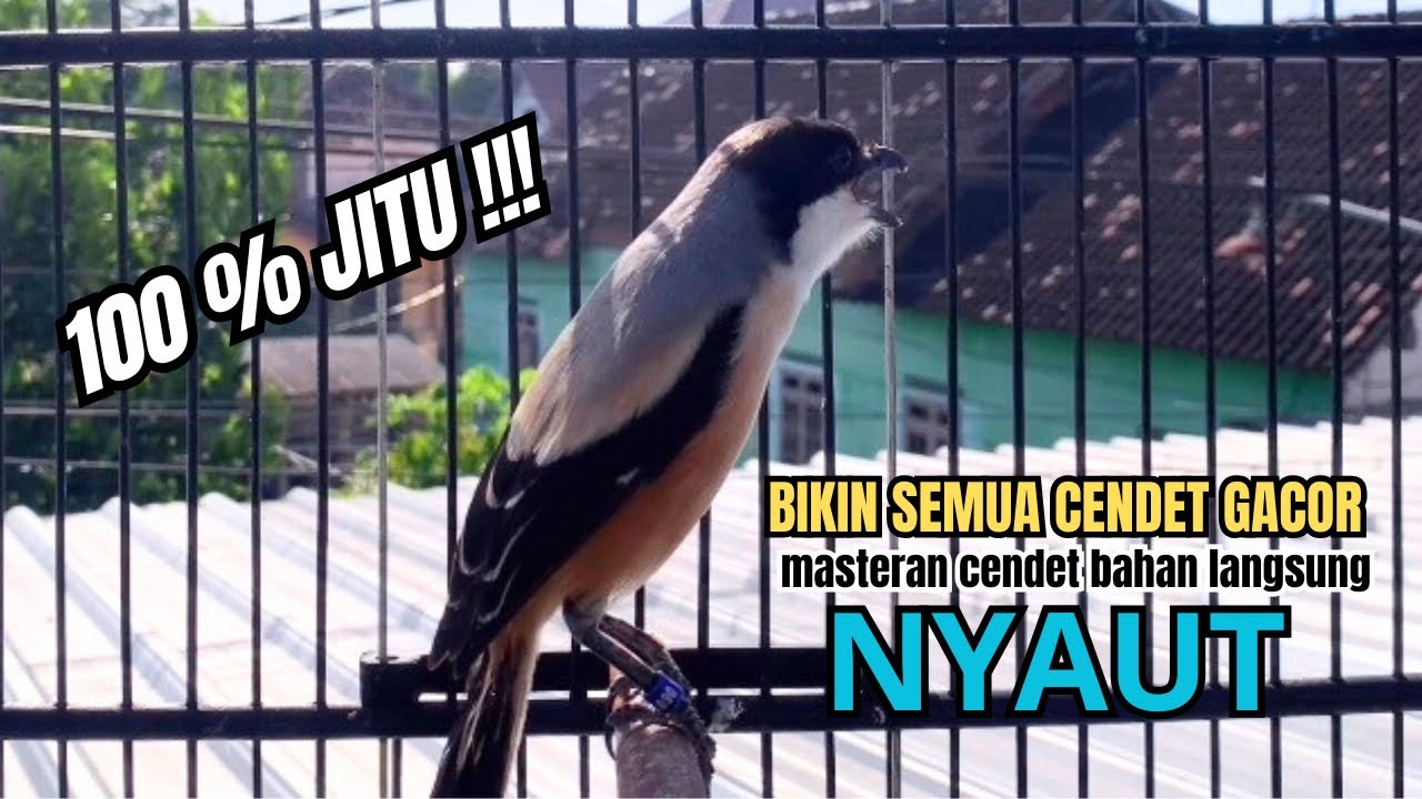 burung cendet gacor NARUNG MEWAH untuk PANCINGAN CENDET AGAR BUNYI bikin BURUNG PENTET GACOR NYAUT