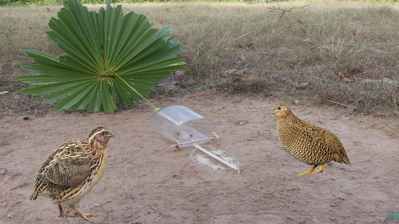 Build Unique Simple Quail Bird Trap Using Plastic Bottle & Wood - Easy Install Bird Trap