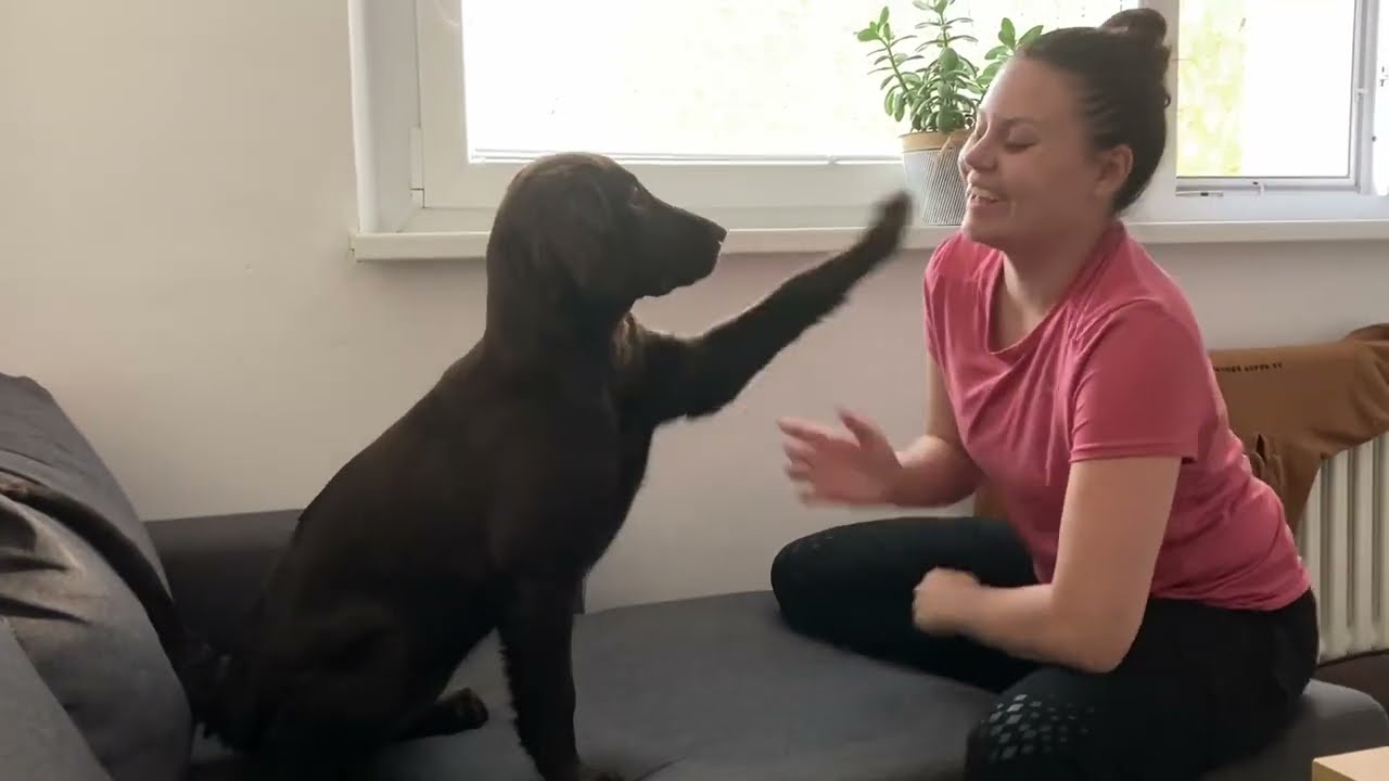 4 months | Lime Bohemia Luxyvett | Flat coated retriever