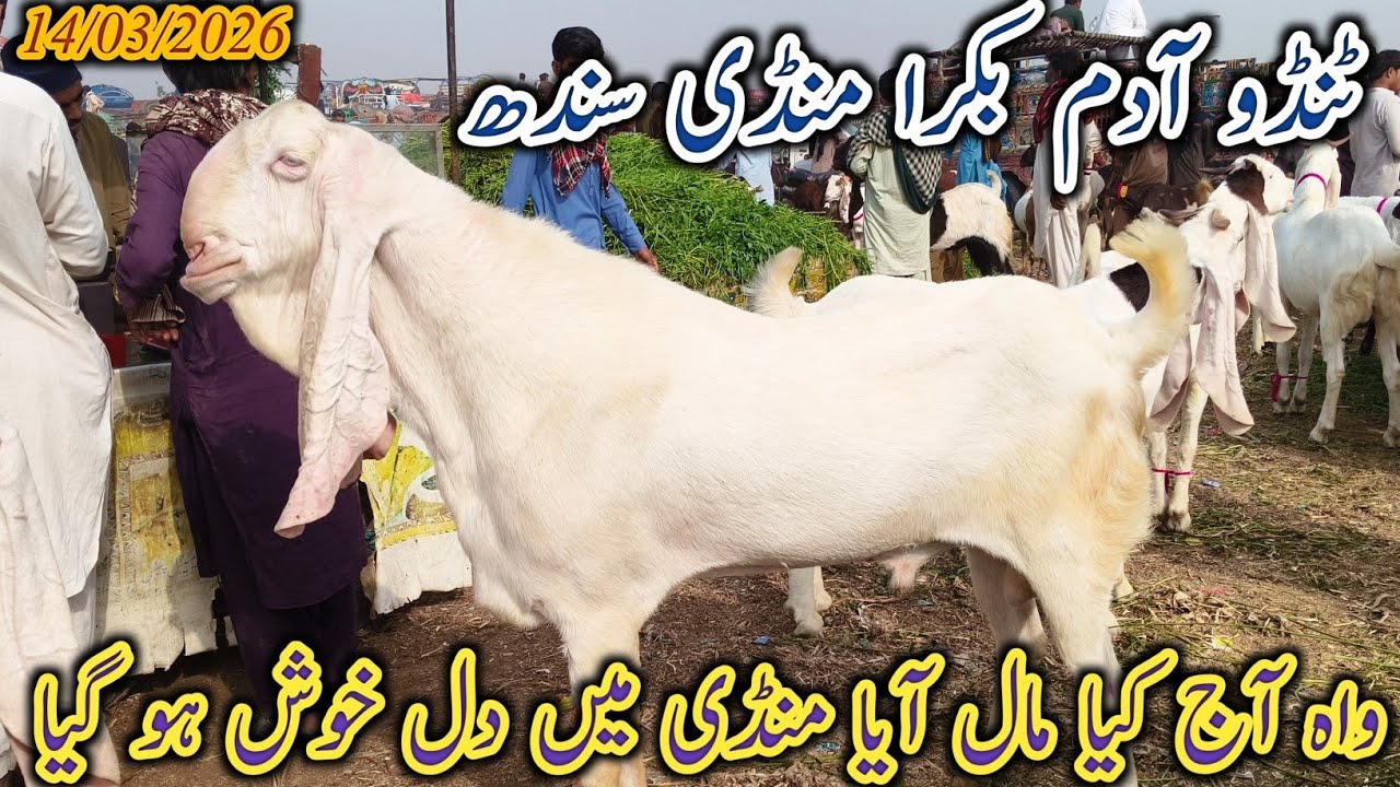 Tando Adam Bakra Mandi | Latest update | Qurbani Eid 2026 ky bakry | patari gulabi goat | 14/03/2026
