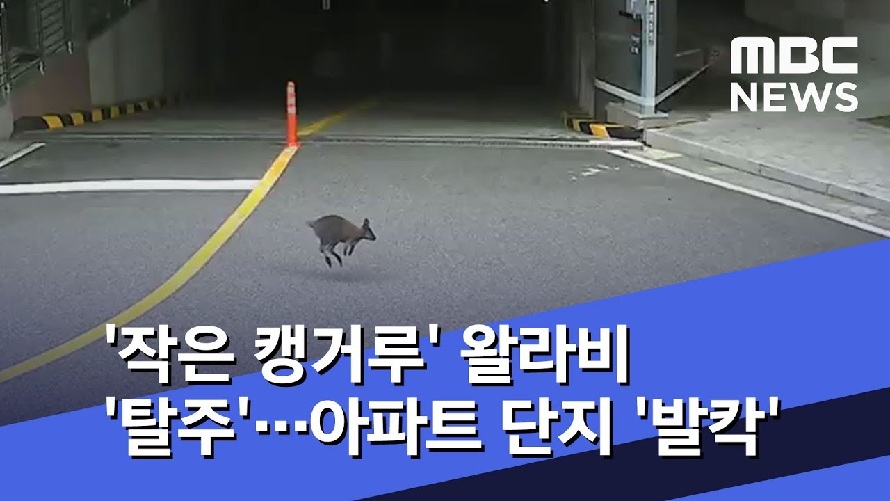 '작은 캥거루' 왈라비 '탈주'&hellip;아파트 단지 '발칵' (2019.09.28/뉴스투데이/MBC)