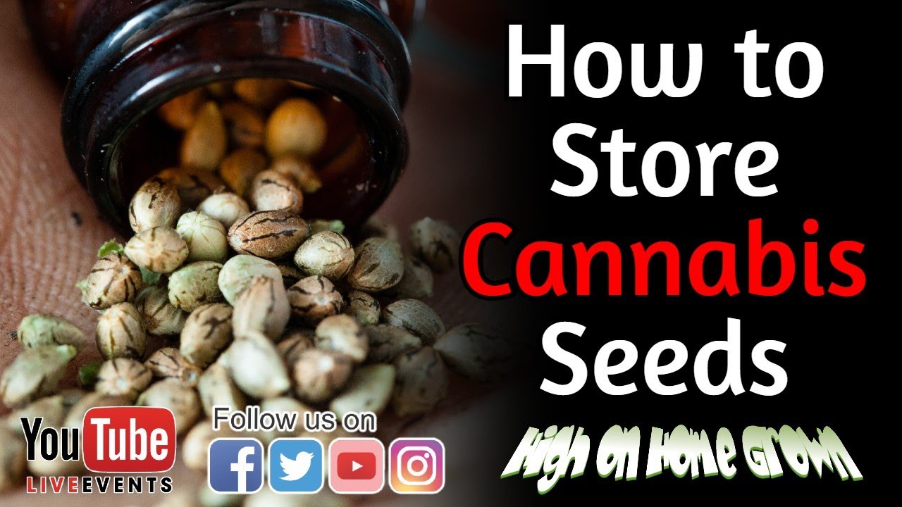 How to Store Cannabis Seeds | Cannabis News & Events | @HighonHomeGrown Episode 125