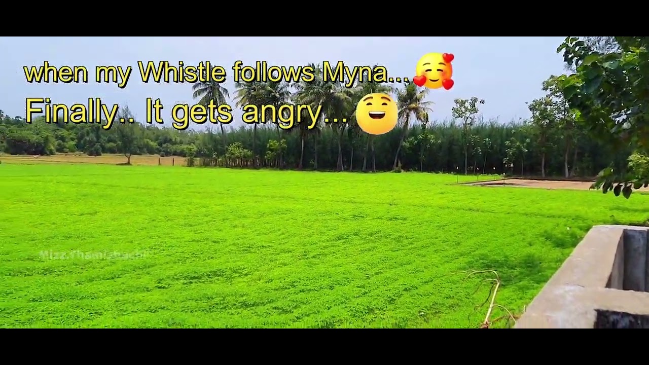 Myna Gets angry when my whistle follows her sounds.#viralvideos #mizzthamizhachi #chandrikasubhiksha