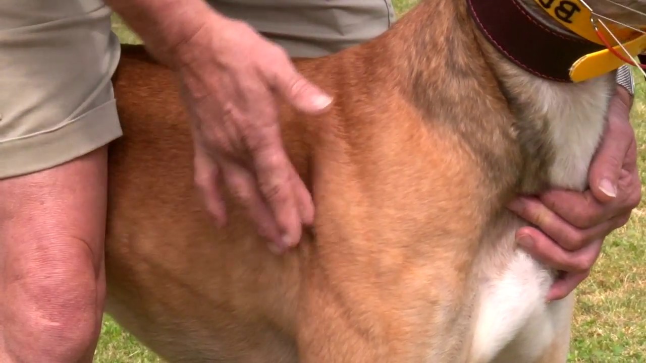 Greyhound Care: Two-minute check for injuries