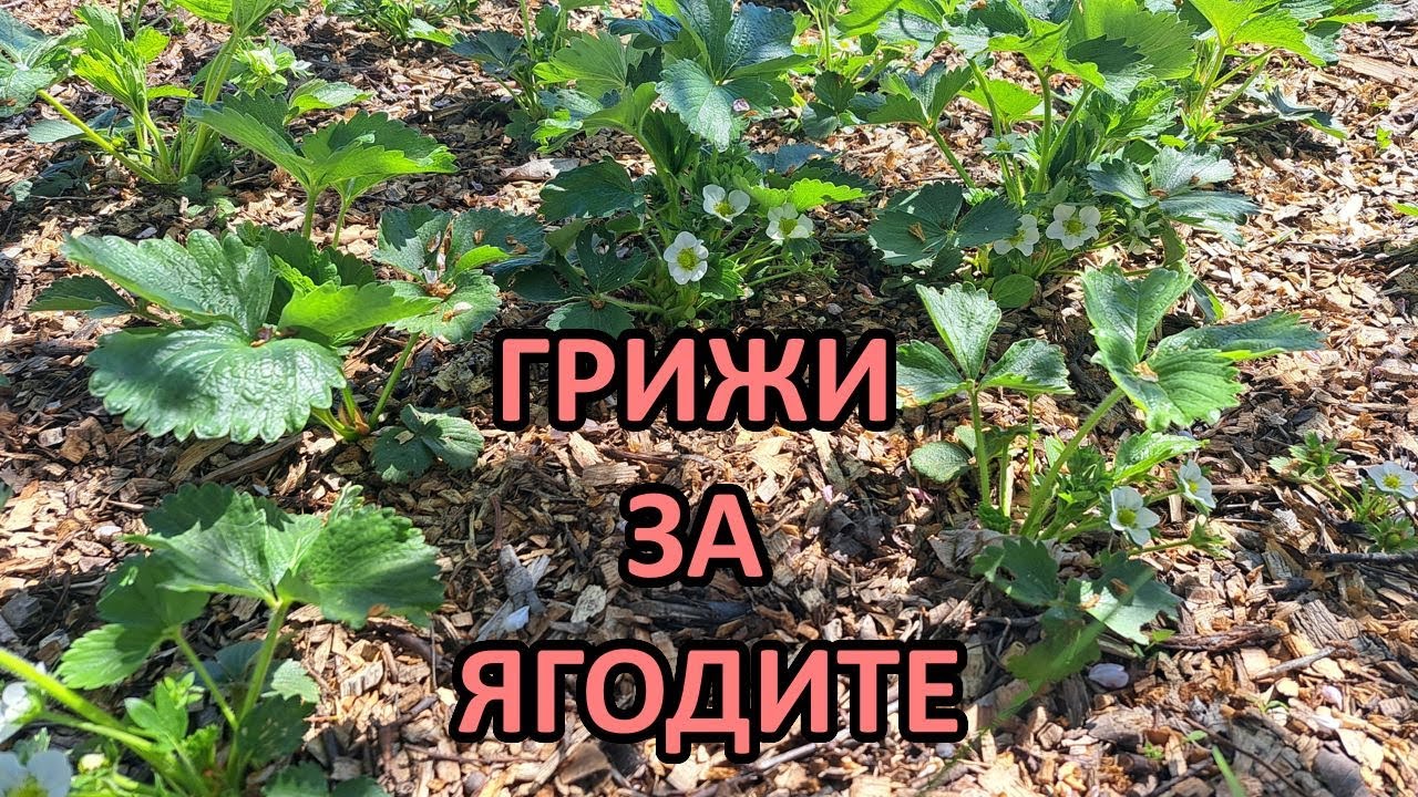 Грижи за ягодите, размножаване чрез прелки/ Градина без копане - Tony's permaculture garden
