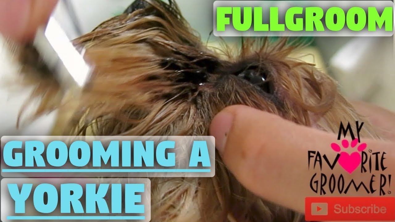 Yorkie eye cleaning and haircut