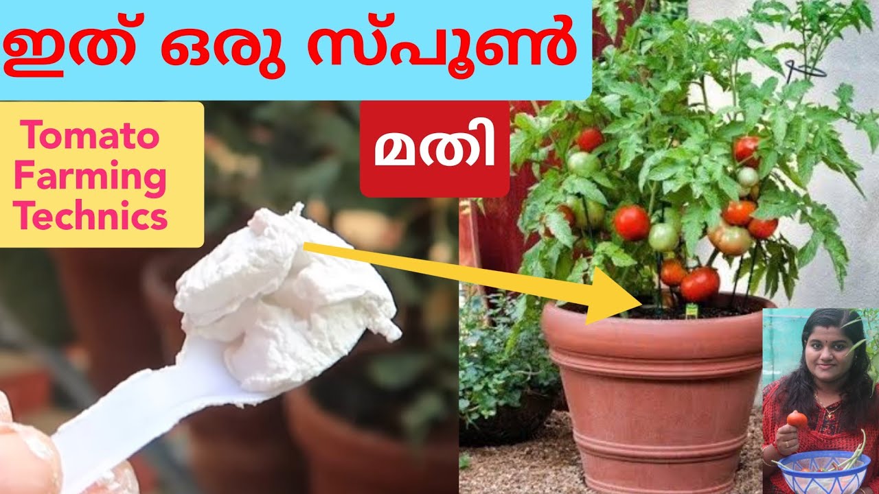 എല്ലാ തക്കാളിയും പൂവിടും ! ഒരു പൂവും കൊഴിയില്ല ! എല്ലാ പൂവും കായായിടും ! Tomato Cultivation Ideas .