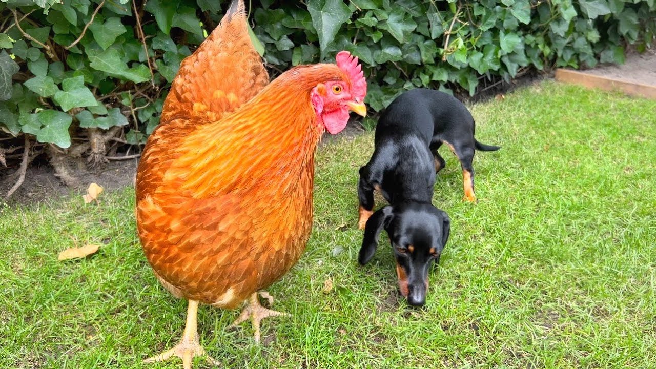 Family Diary- Dachshunds, Chickens & Cat.