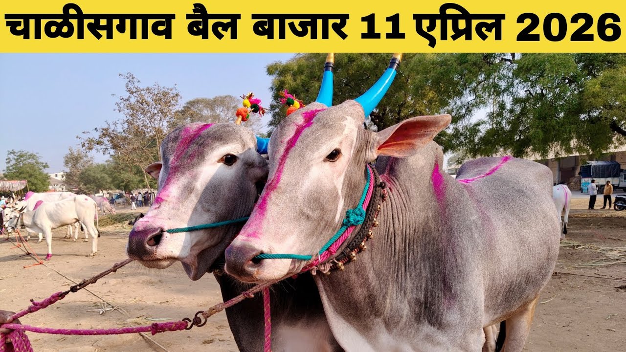 चाळीसगाव बैल बाजार | chalisgaon bail bazar | chalisgaon bail bazar live | 11 april 2026