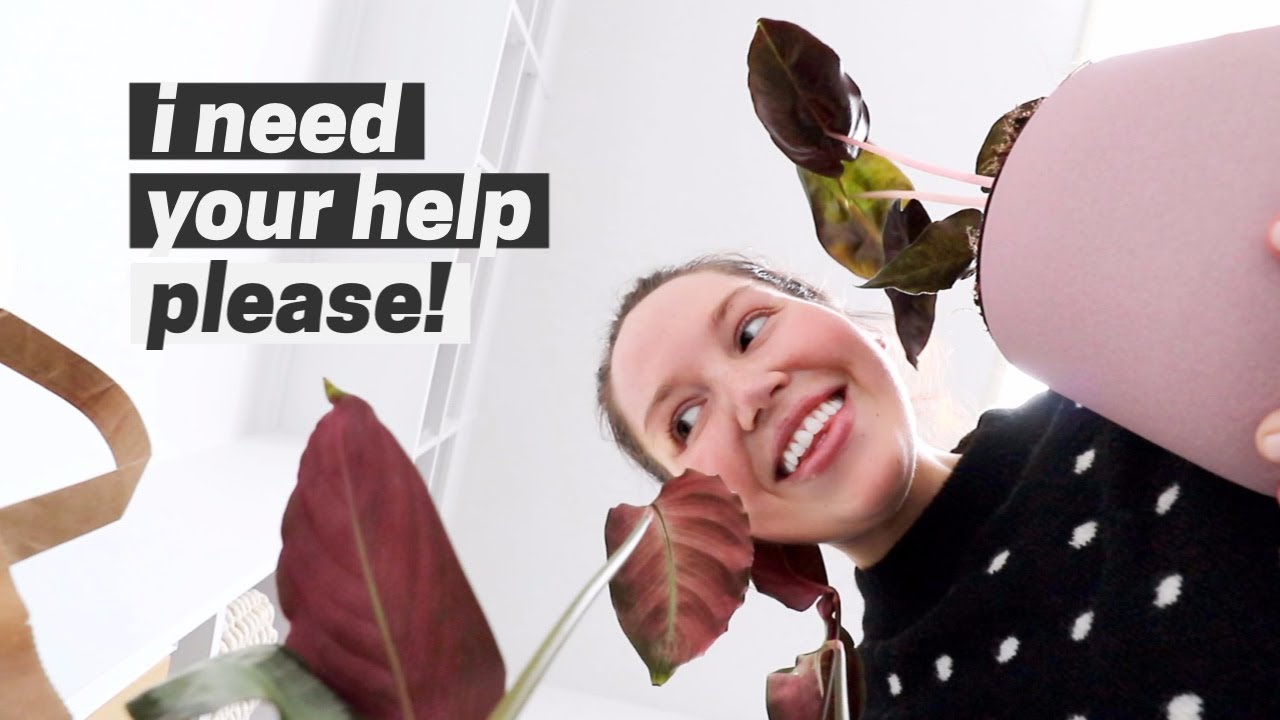 i need your help with something please! 💡