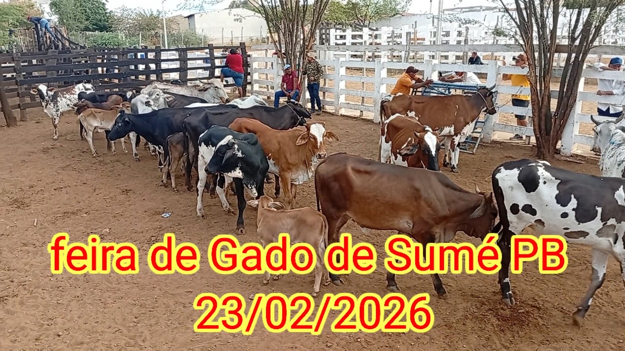 Feira de Gado de Sumé PB 23/02/2026