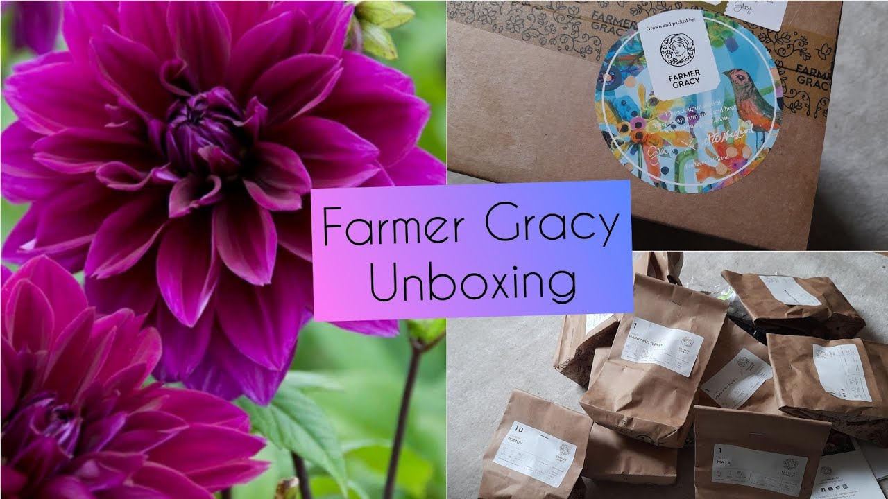 Farmer Gracy Unboxing: Dahlias, Achillea & more 🌱