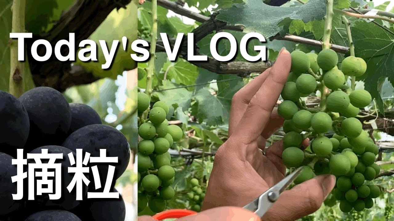 VLOG 巨峰kyohoの摘粒 林ぶどう園 2020/05/31