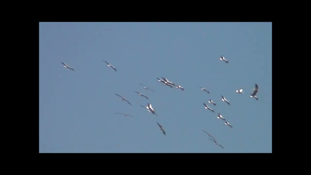 l'arrivo dei fenicotteri  Carlo Manni