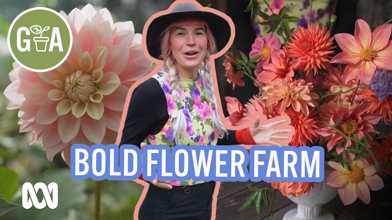 Bright and Colourful Dahlia Farm | Discovery | Gardening Australia