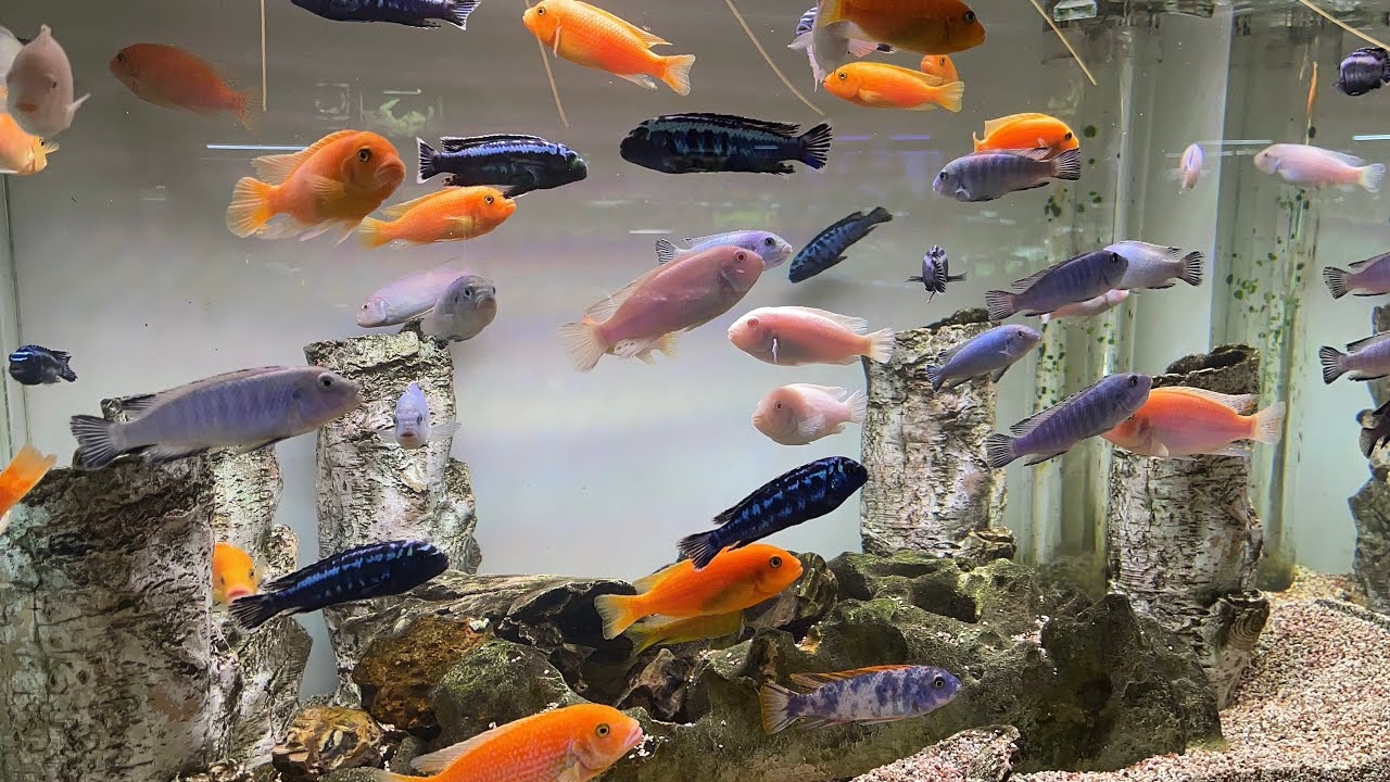 Namma Bengaluru Aquarium | Cubbon park underwater wonders | #bangalore #bangaloretouristplaces 