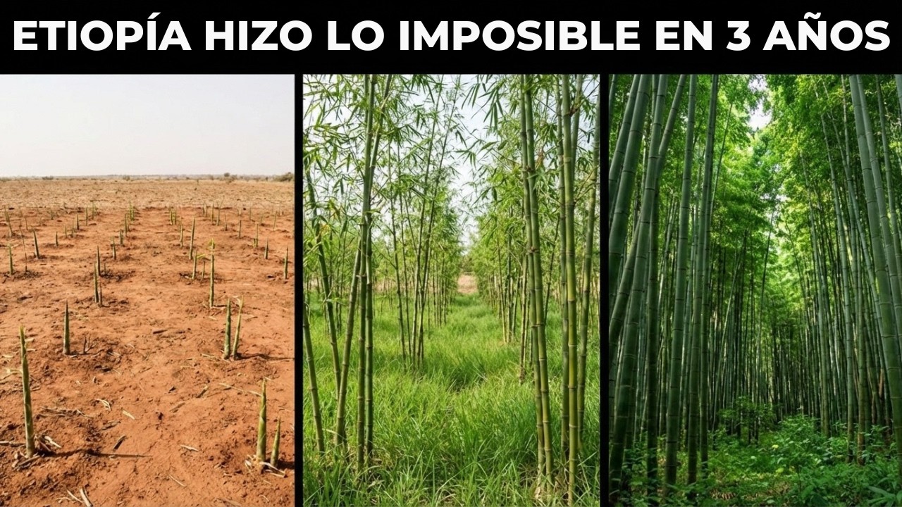 Etiopía Hizo la Reforestación Más Rápida del Planeta — Nadie Esperaba Este Resultado!