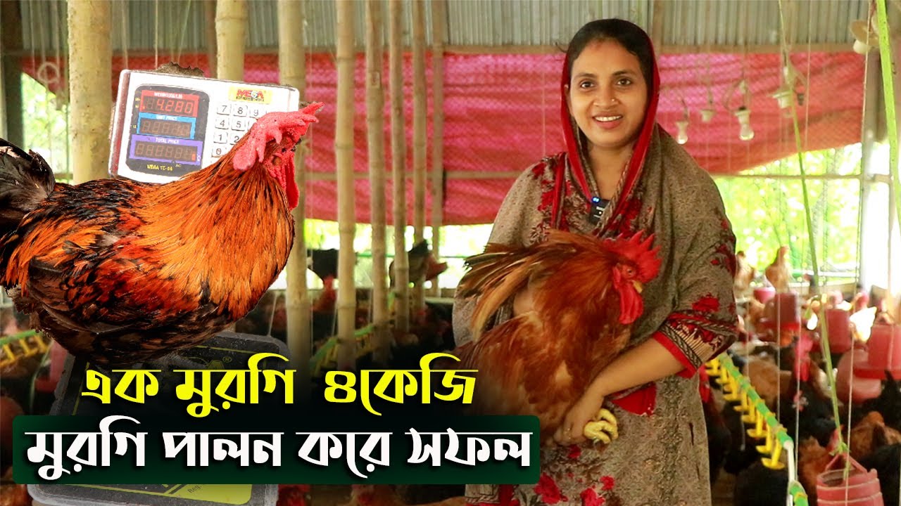 এক সাহসী নারীর গল্প যিনি মুরগি পালন করে সফল ।টাইগার মুরগি পালন করে স্বামীর চেয়ে বেশি টাকা আয় করেন।
