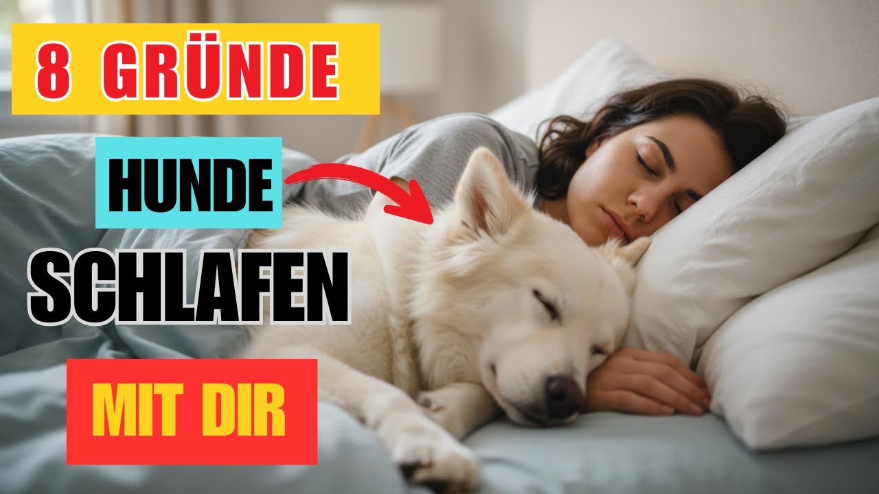 8 Wahre Gründe, Warum Ihr Hund Bei Ihnen Schläft (NICHT Was Die Meisten Besitzer Denken)