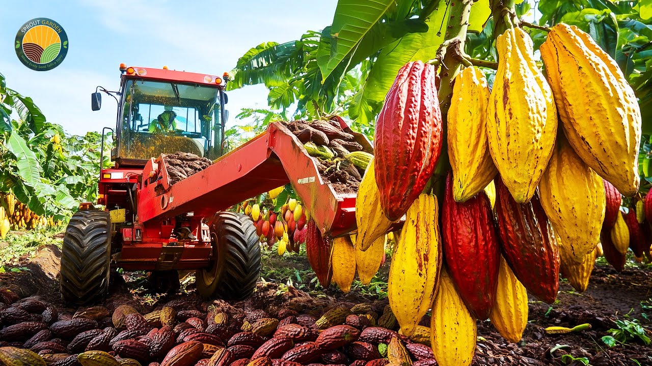 How Farmers Harvest Cocoa And The Famous Chocolate Processing in Factory | Farming Documentary