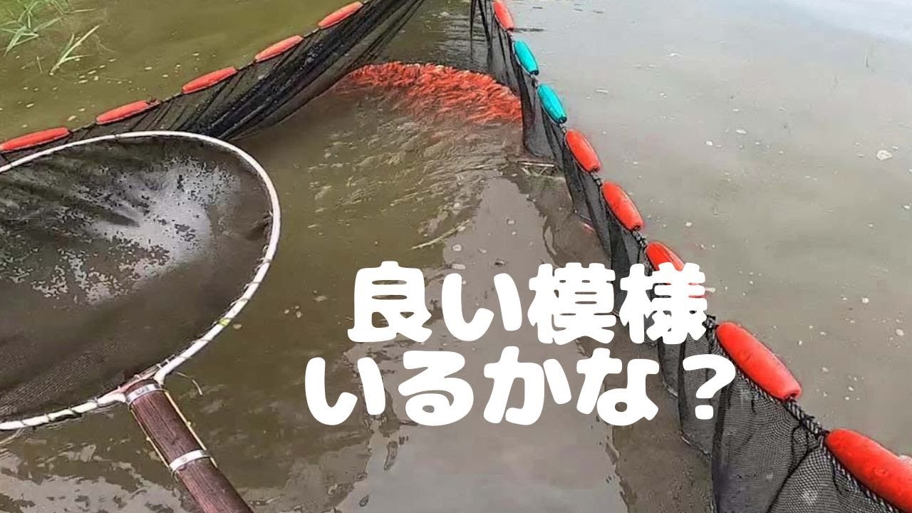 にしきごい　二次選別　 ＃塩田養鯉場＃選別作業＃ปลาคราฟ＃稚魚販売