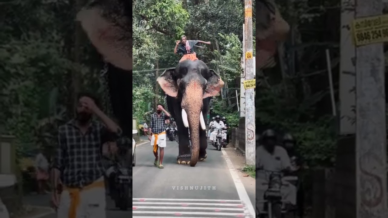 രാജശേഖരനും കാവടി ആശാനും ❤️💥Cherpulashery Rajashekaran||Kavadi narayanan||