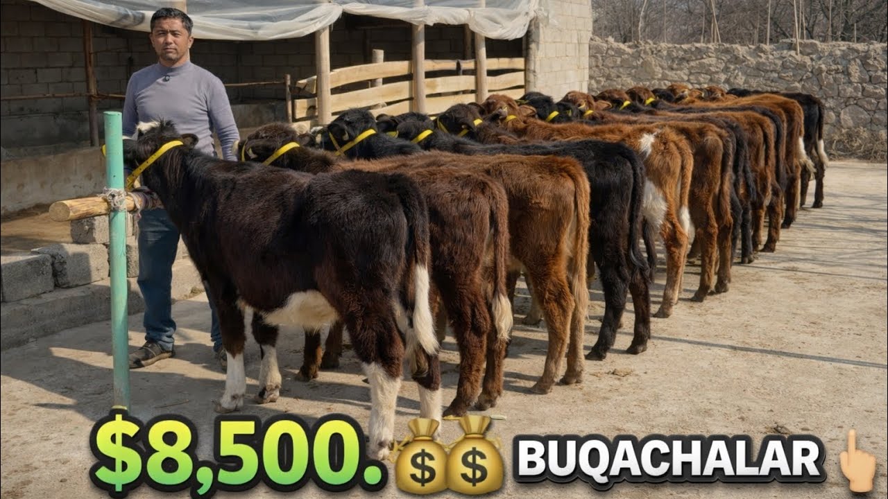 💥ARZON PULGA OLIP ERTA KUNDA QIMAT PULGA SOTIP FOYDA QLADIGAN BUQACHALAR VA HUNAJINLAR 2026_01.