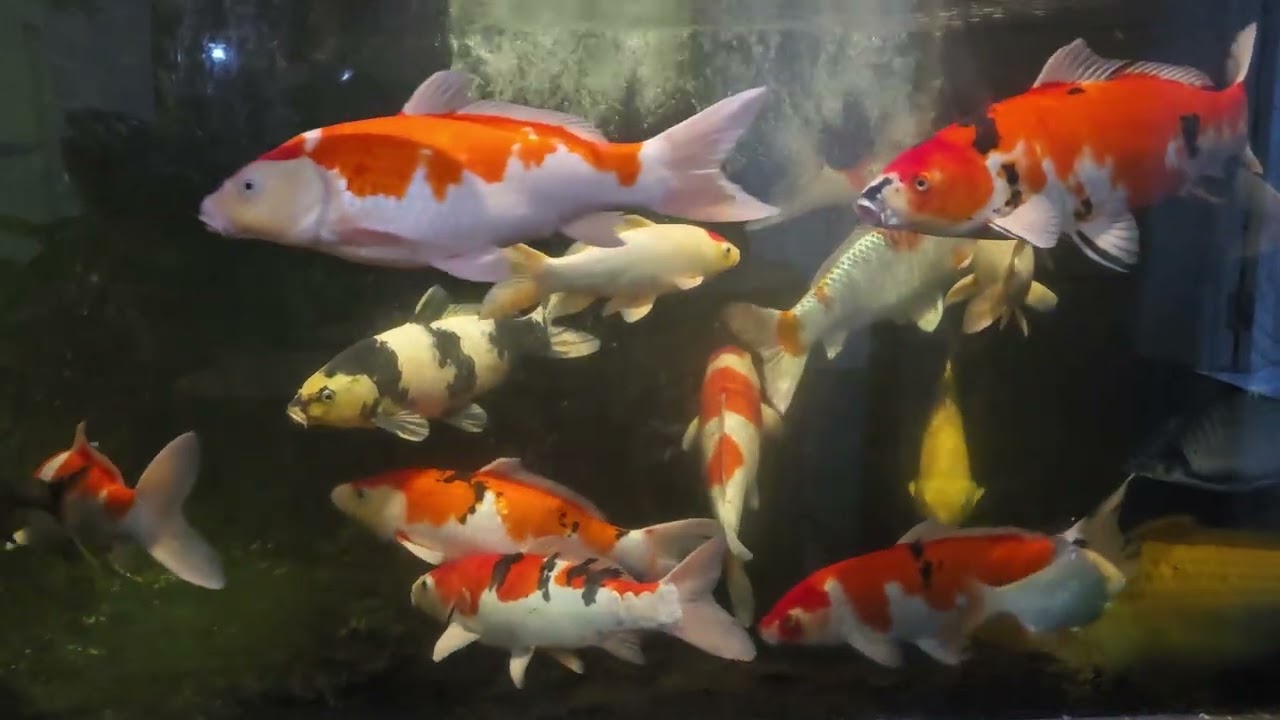 Ikan koi