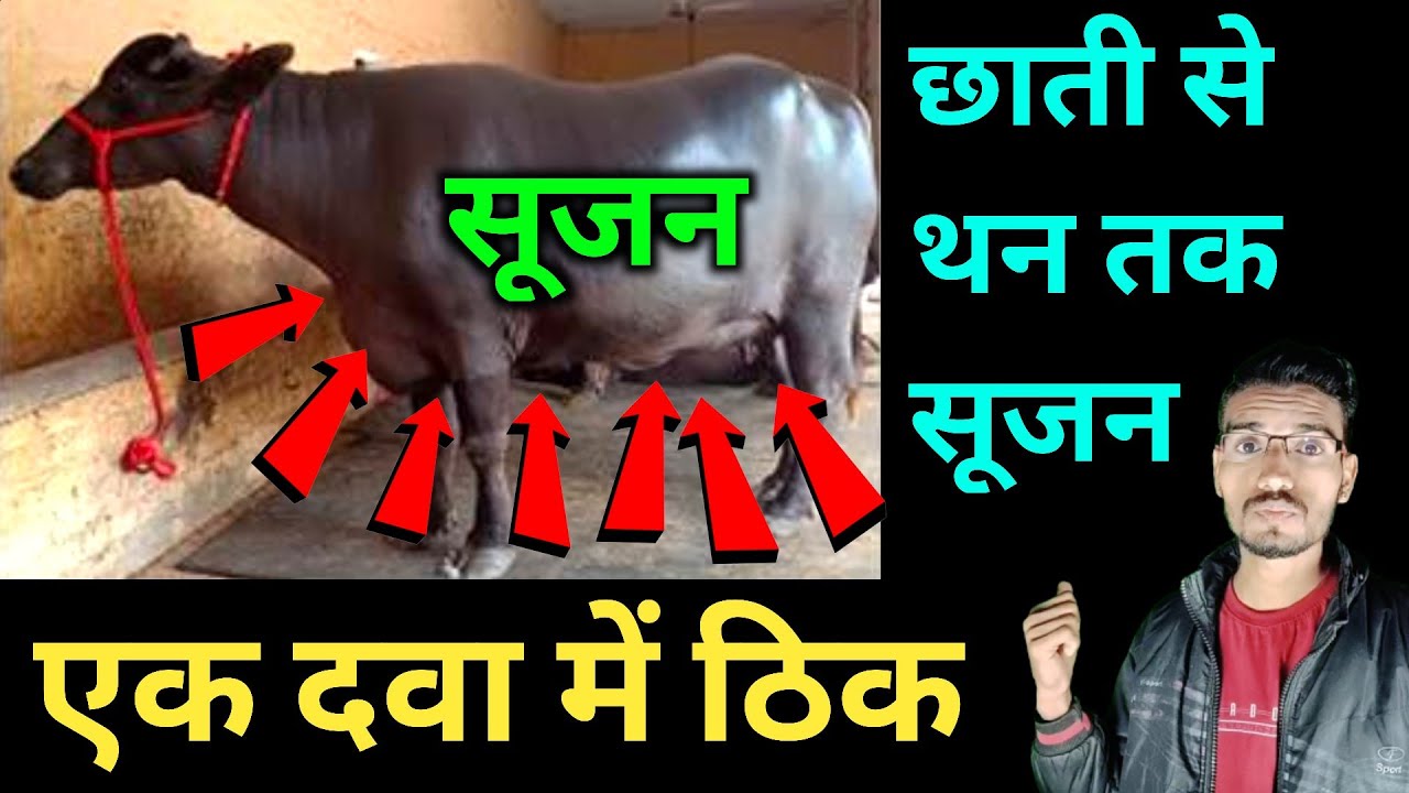 भैंस के छाती के लट्टू मे सुजन | थन‌ और छाती में सूजन | hada vets club | bhains ke chati me sujan ||