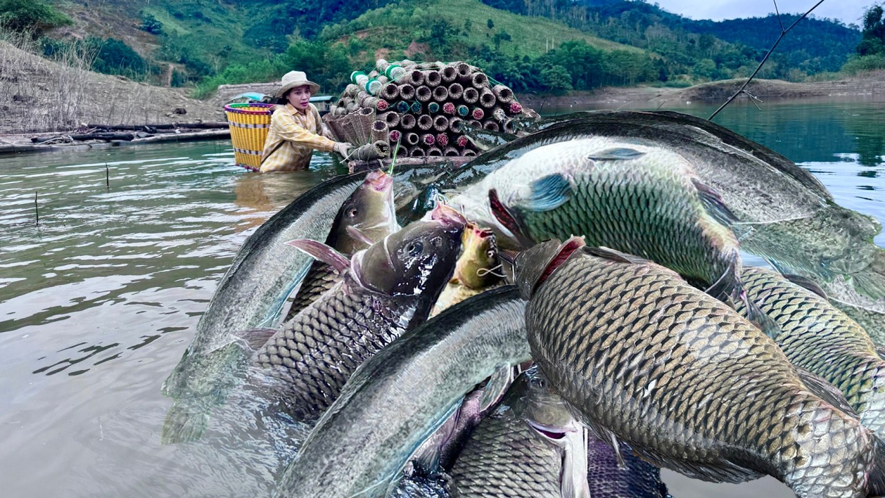FULL VIDEO Traditional Fishing Skills - 200 Days: Single Mother Catches Giant Fish in Clear Stream