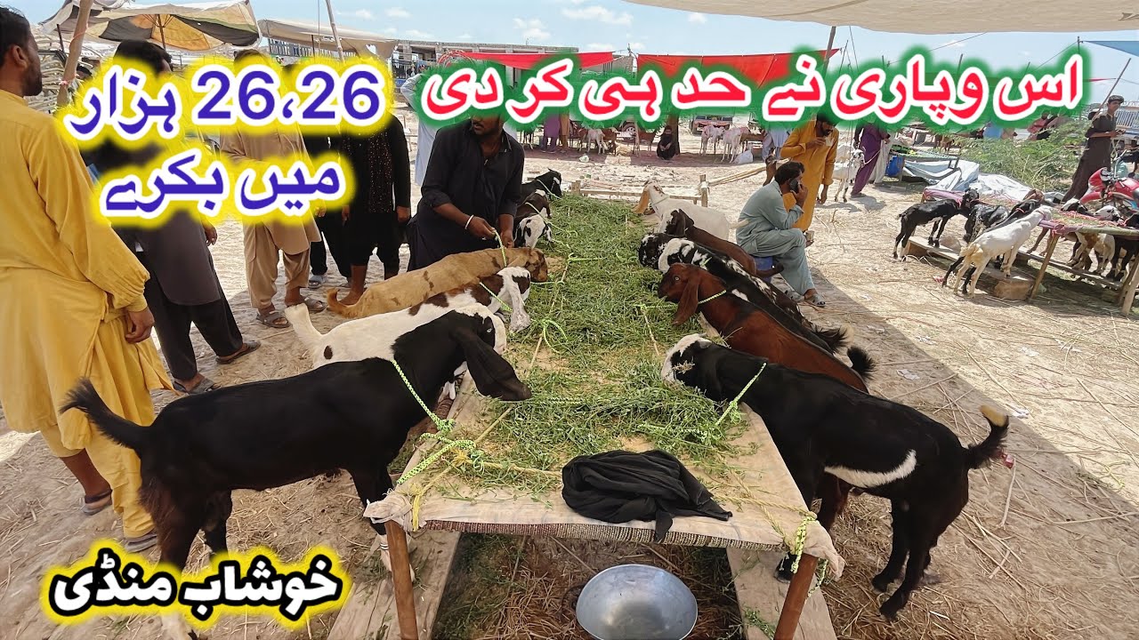 Kheery bakre qurbani 2026 wale || Desi bakre sasti mandi khushab
