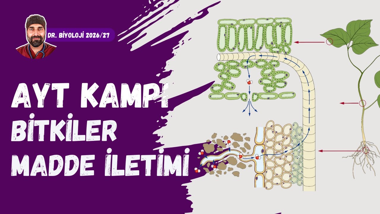 Bitkilerde Madde Taşınması | Dr. Biyoloji | AYT Dönem 2026 - 2027