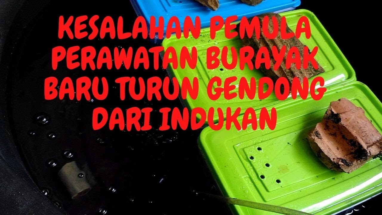 Kesalahan Yang Sering Pemula Lakukan Saat Burayak Lobster Air Tawar Baru Turun Gendong Dari Indukan