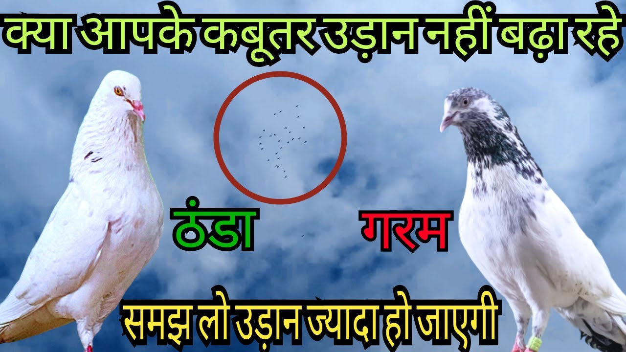 Kya aapke kabutar udan nahin badha rahe hai | क्या आपके कबूतर उड़ान नहीं बढ़ा रहे @kabootarihs